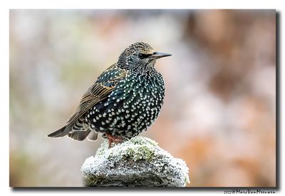 Spreeuw - Starling