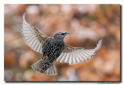 Spreeuw - Starling
