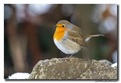 Roodborst - Robin