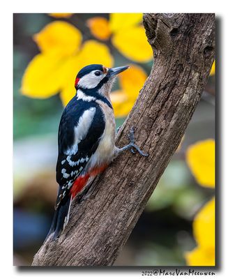 Grote Bonte Specht - Great Spotted Woodpecker