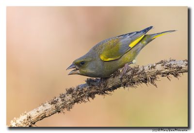 Groenling - Greenfinch