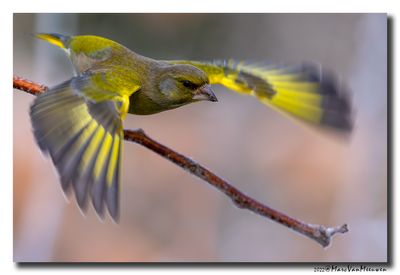 Groenling - Greenfinch