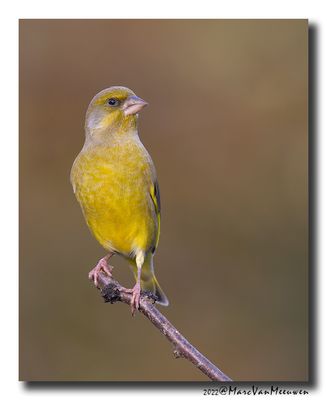 Groenling - Greenfinch