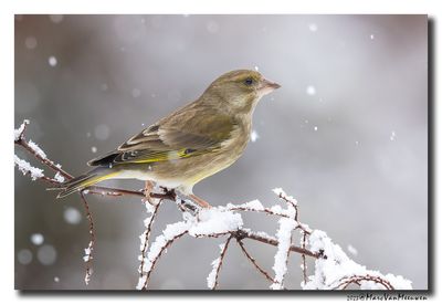 Groenling - Greenfinch