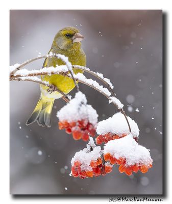 Groenling - Greenfinch