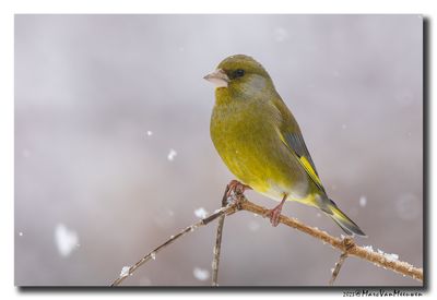 Groenling - Greenfinch