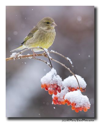 Groenling - Greenfinch