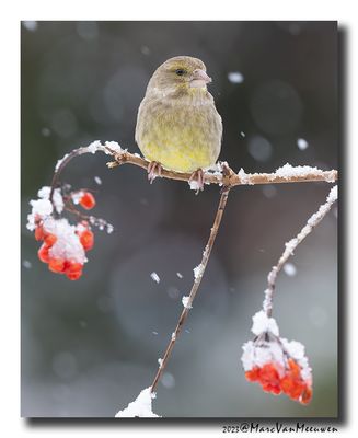 Groenling - Greenfinch