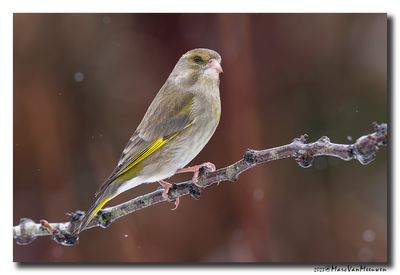Groenling - Greenfinch