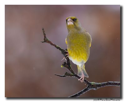 Groenling - Greenfinch