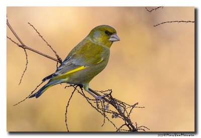 Groenling - Greenfinch