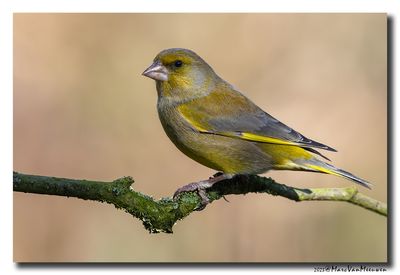 Groenling - Greenfinch