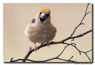 Appelvink - Hawfinch
