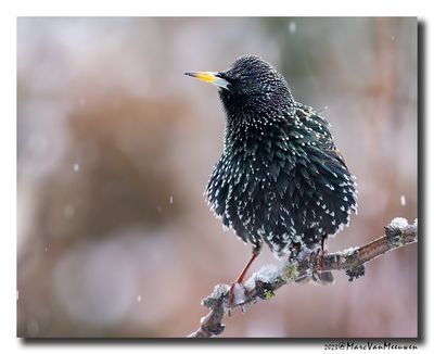 Spreeuw - Starling