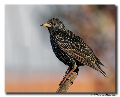Spreeuw - Starling