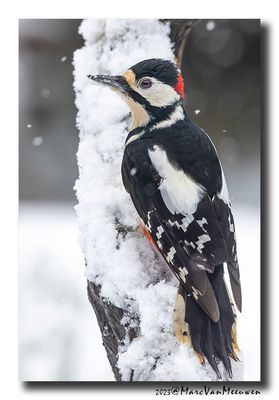 Grote Bonte Specht - Great Spotted Woodpecker