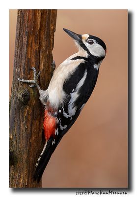 Grote Bonte Specht - Great Spotted Woodpecker