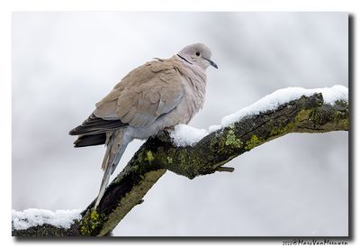 Turkse Tortel - Collared Dove