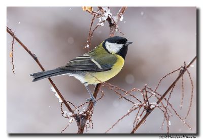 Koolmees - Great Tit