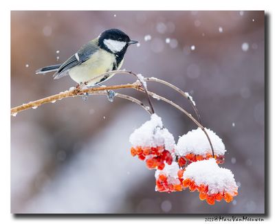 Koolmees - Great Tit