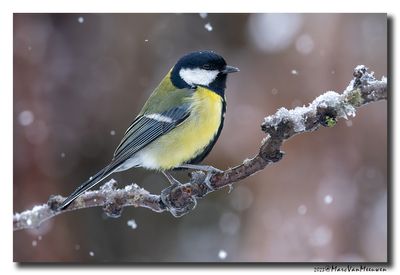 Koolmees - Great Tit