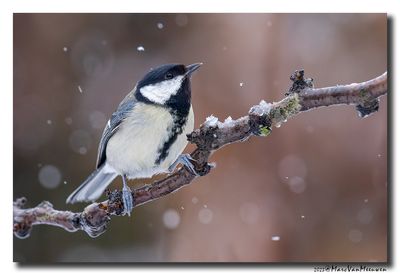 Koolmees - Great Tit