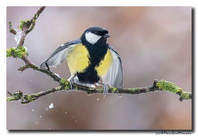 Koolmees - Great Tit