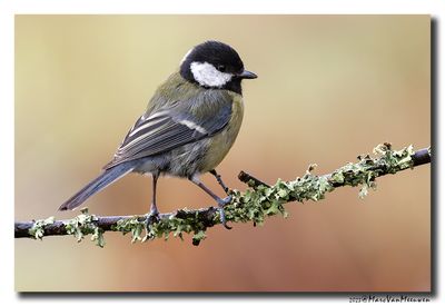 Koolmees - Great Tit