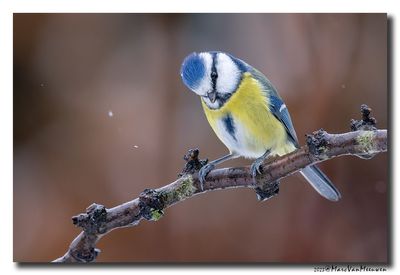 Pimpelmees - Blue Tit