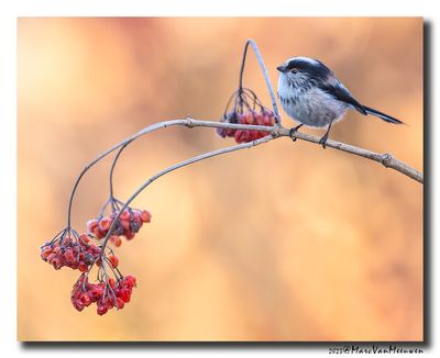 Staartmees - Long-tailed Tit
