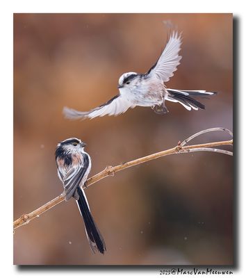 Staartmees - Long-tailed Tit
