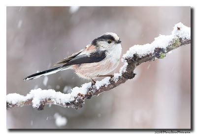 Staartmees - Long-tailed Tit