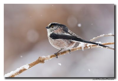 Staartmees - Long-tailed Tit