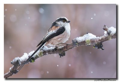 Staartmees - Long-tailed Tit