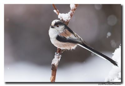 Staartmees - Long-tailed Tit