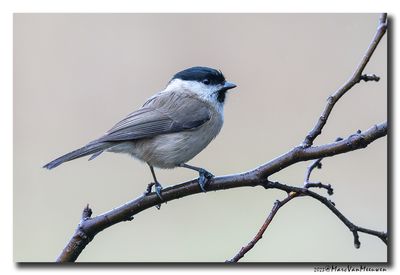 Glanskop - Marsh Tit