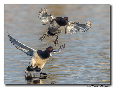 Tafeleend - Pochard