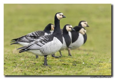 Brandgans - Barnacle Goose