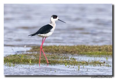 Steltkluut - Black-winged Stilt