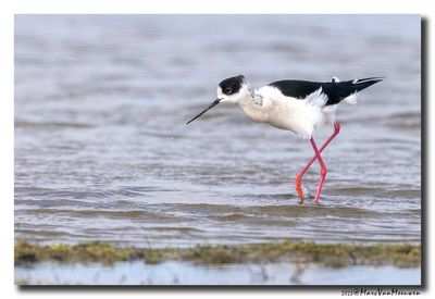 Steltkluut - Black-winged Stilt