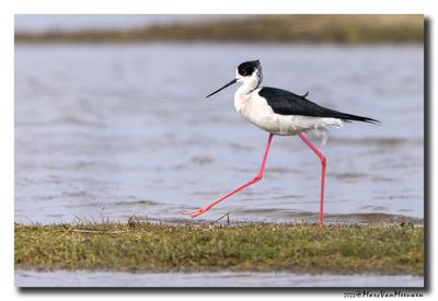Steltkluut - Black-winged Stilt