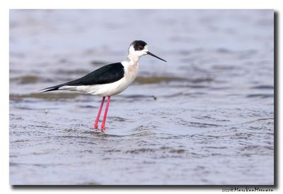 Steltkluut - Black-winged Stilt