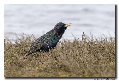 Spreeuw - Starling
