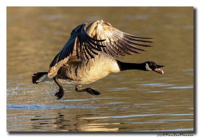 Grote Canadese Gans - Canada Goose