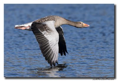 Grauwe Gans - Greylag Goose