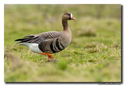 Kolgans - White-fronted Goose