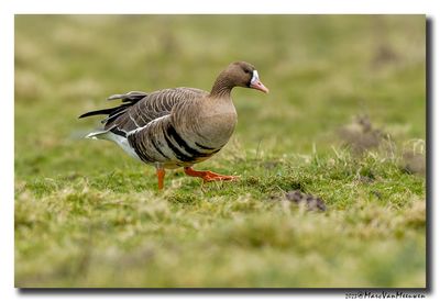 Kolgans - White-fronted Goose