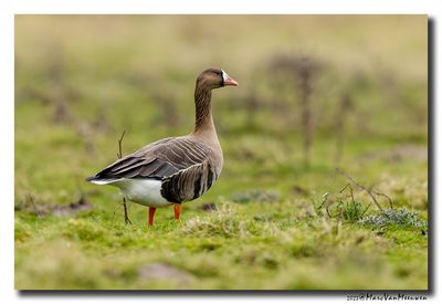 Kolgans - White-fronted Goose