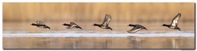 Kuifeend - Tufted Duck