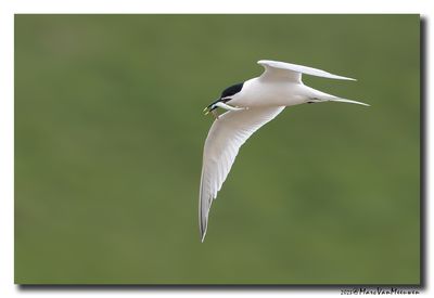 Grote Stern - Sandwich Tern